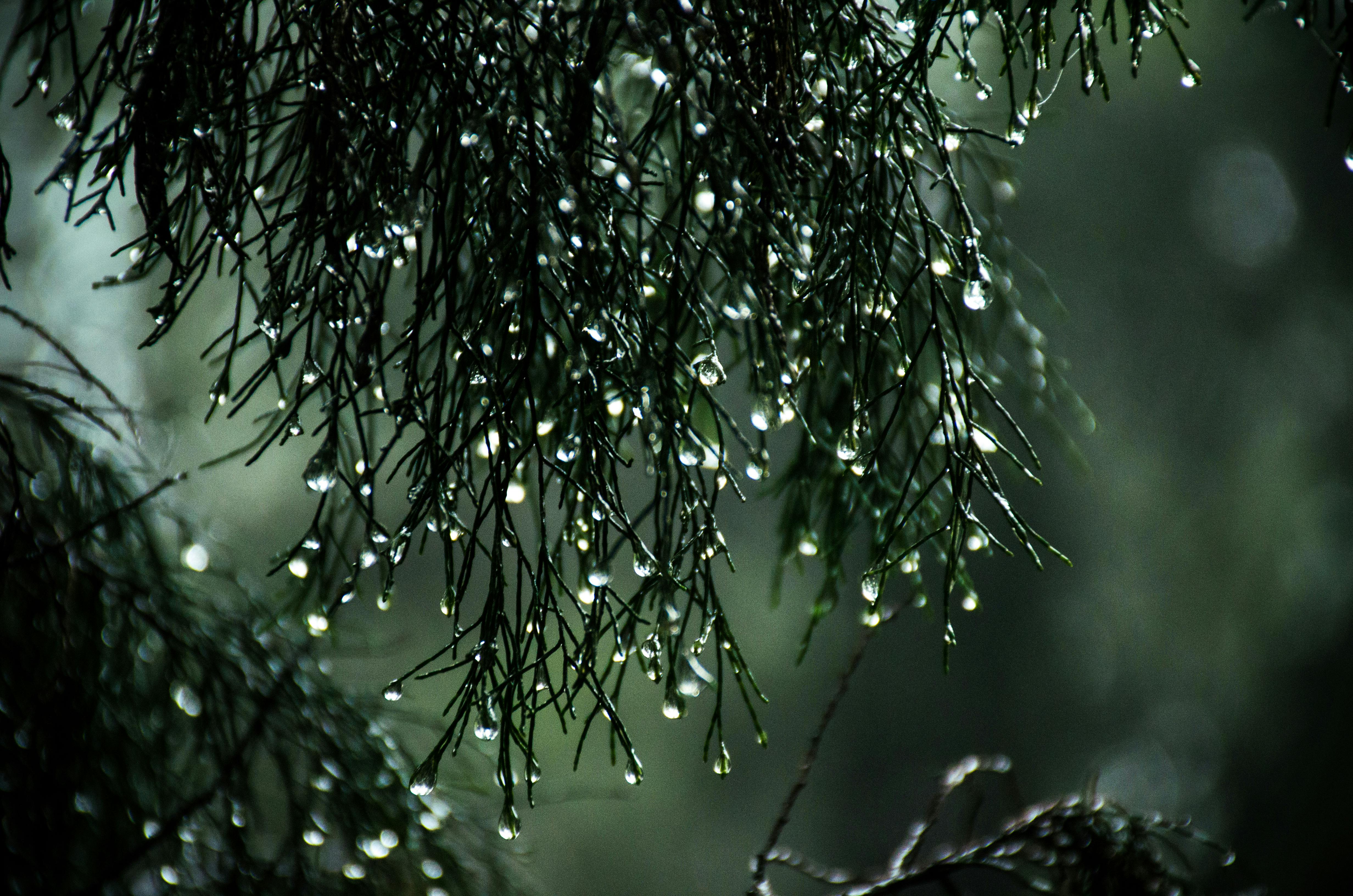 Other rain